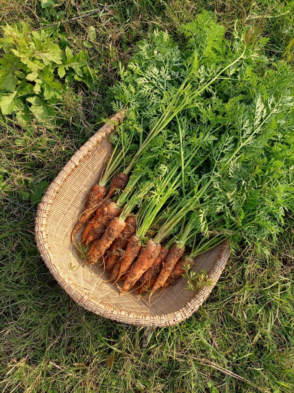 田园紫红胡萝卜